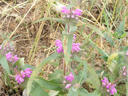 Phlomis herba-venti / Salvione roseo